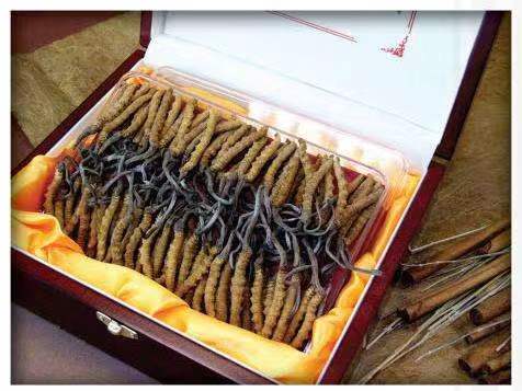 天山冬虫夏草回收